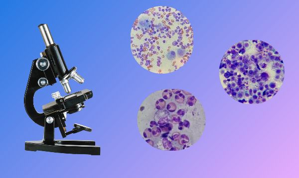 Veterinary Microscope Png Introduction to Veterinary Microscope Skills | Small Online Class for ...