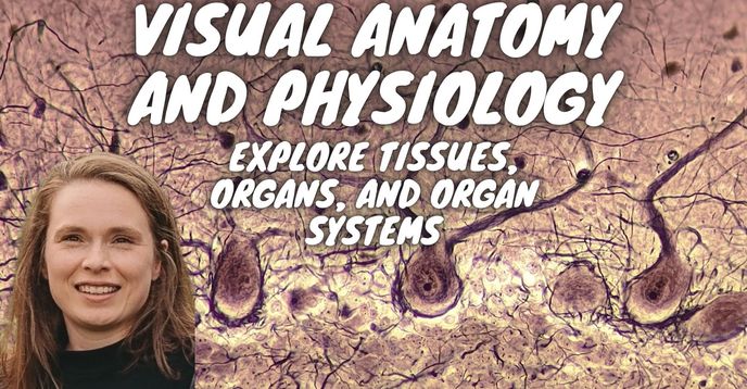 Visual Anatomy and Physiology: Explore Tissues, Organs, and Organ ...