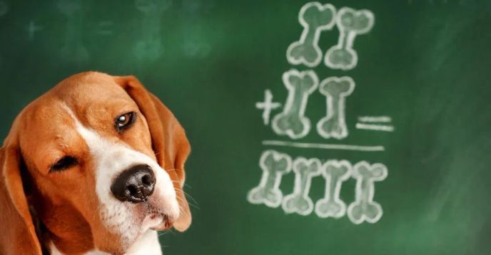 Studydog Math