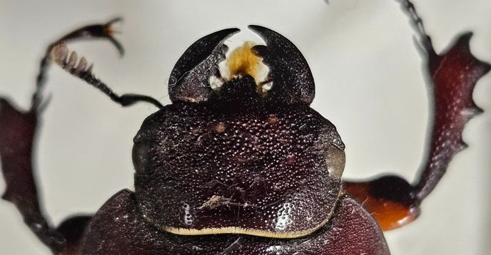 Advanced Insect Studies: Coleoptera (Beetles) | Small Online Class for ...