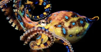 Future Invertabrates Future Zoologist Club: Ocean Invertebrates | Self-Paced | Small Online ...