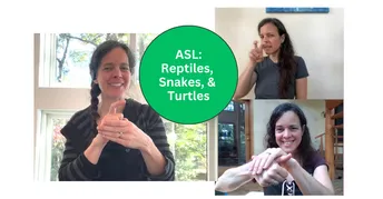 Snake Asl Signsnake ASL: Reptiles, Snakes, & Turtles | Small Online Class for Ages 5-18 ...