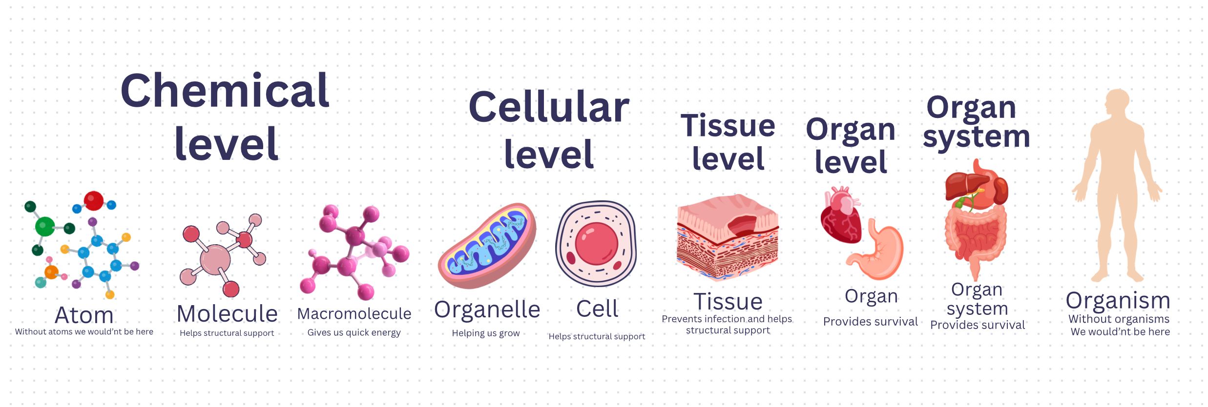 Anatomy & Physiology HS Self-Paced Course Chapter 1: Structure and ...