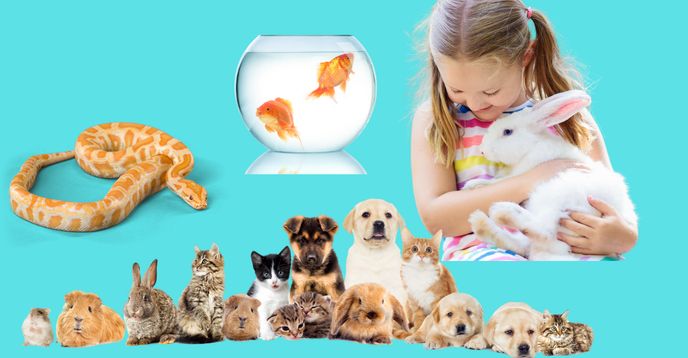 Pets Science Project Pet Animal Science Discovery Club: Explore & Learn Together | Moderated ...