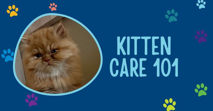 Kitten Care 101: How to Love and Care for Your New Furry Friend ...