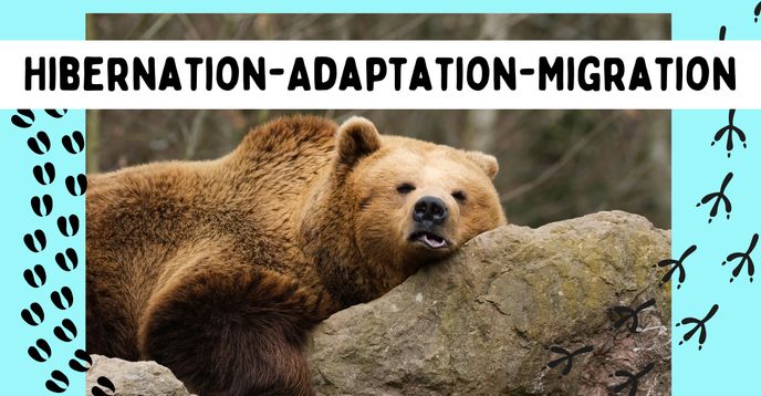 Winter Animal Adaptations: Zoology & Animal Science With STEM ...
