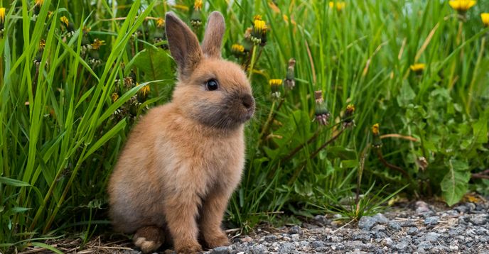 The Tale of Peter Rabbit Book Club | Small Online Class for Ages 6-10 ...