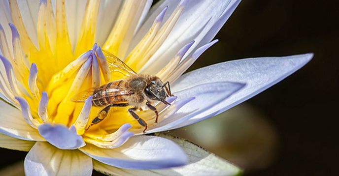 Little Things Insects Beneficial Insects: The Little Things That Run the World | Small Online ...