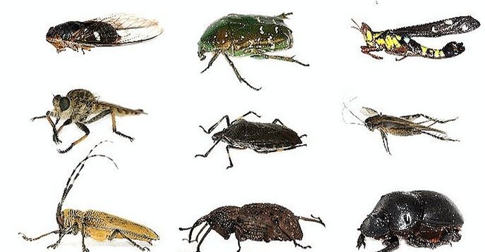 Liz Insect Pre-K Learning with Ms. Liz: Interesting Insects - Habits and Habitats ...