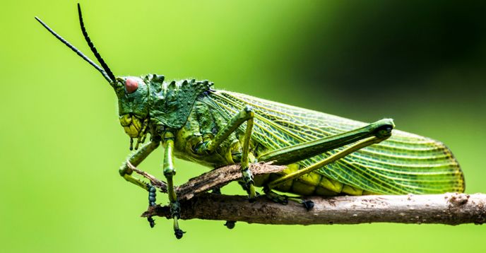 Issoprt Insect Insect Book Club With Story Elements and Reading Comprehension ...