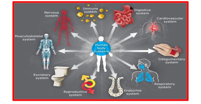 Body Systems Real World Examples Life Science: Human Body Organs N Body Systems-Review Notes + Activity ...