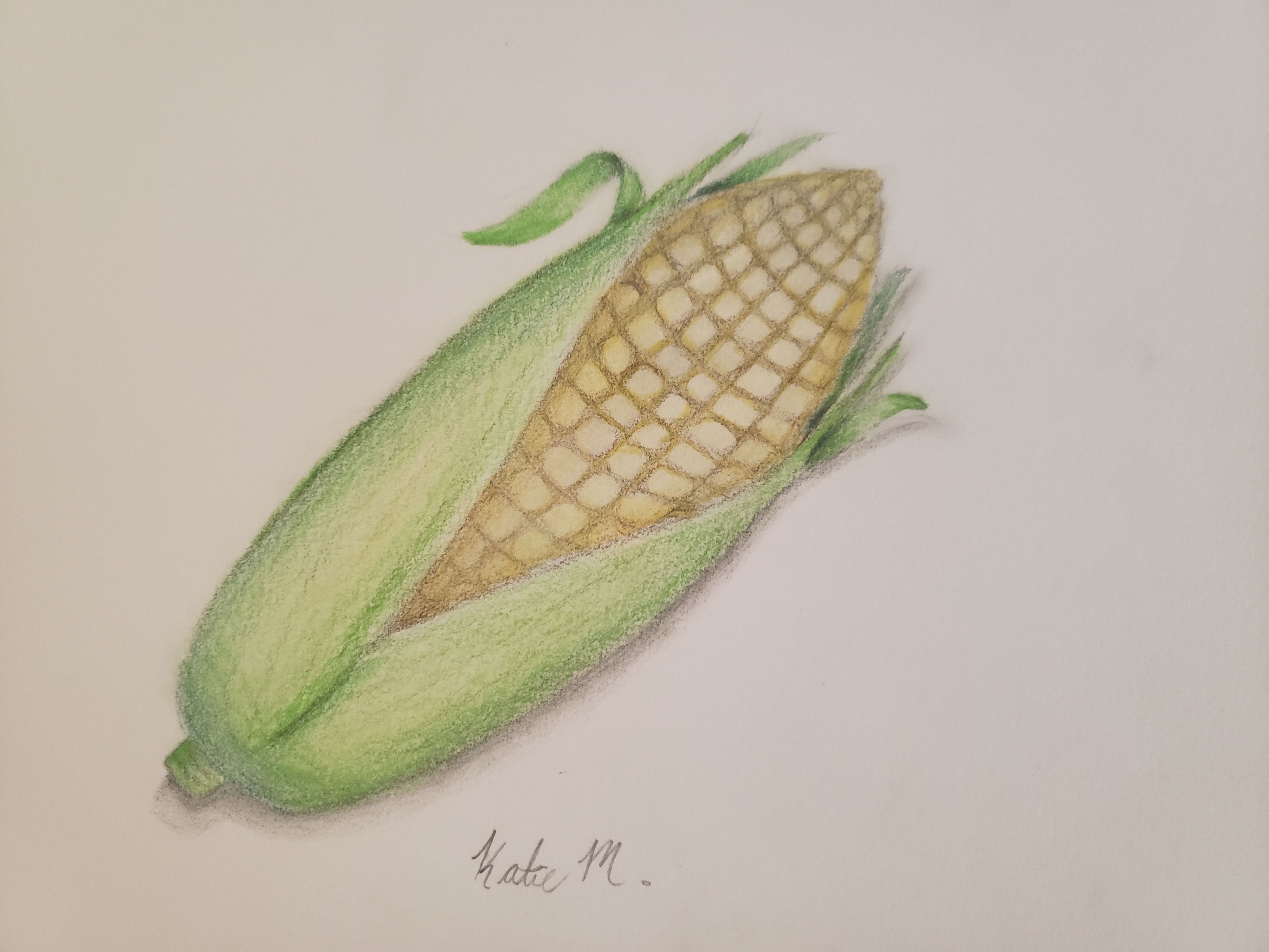 Corn Drawing/Realistic Using Colored Pencils | Small Online Class for ...