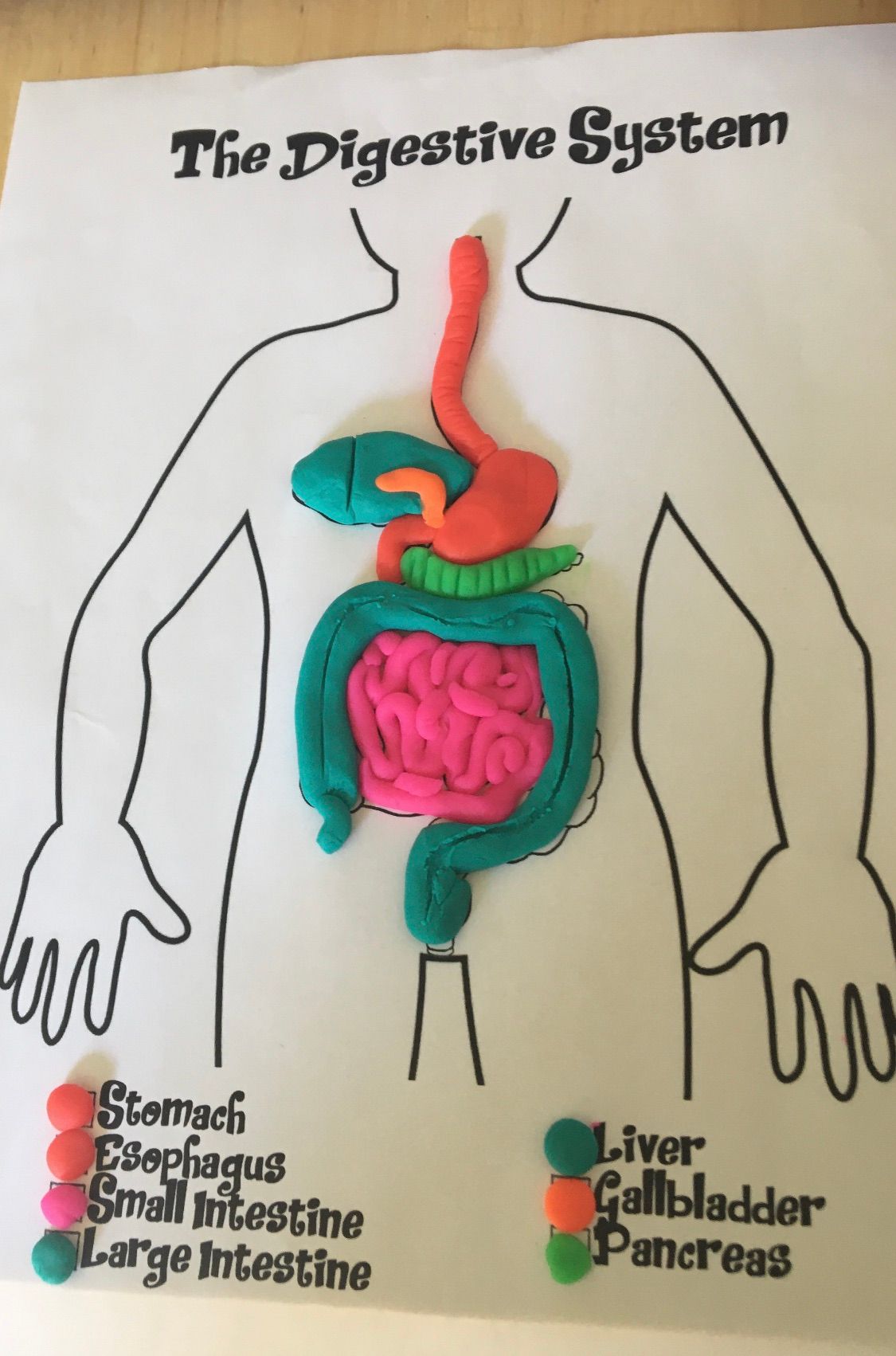 Build a Digestive System Model -Introduction to Anatomy - Human Body ...