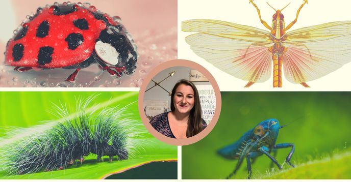 Insect Tutor Insect Inspector - Bug Hunt Show and Tell | Small Online Class for Ages ...
