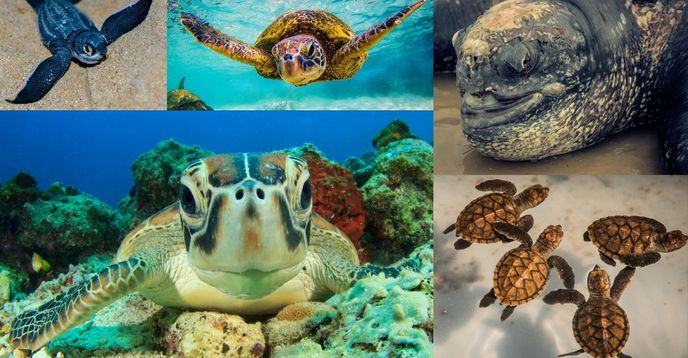 Sea Turtle Explorers Camp | Small Online Class for Ages 6-9 | Outschool