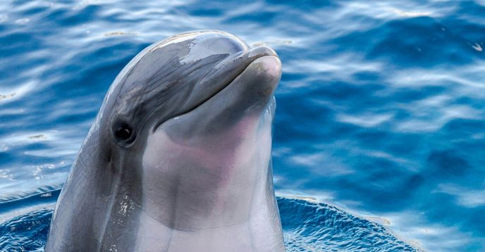 Summer Daily Grade 3 Math (Ongoing) | Small Online Class for Ages 6-9 ...