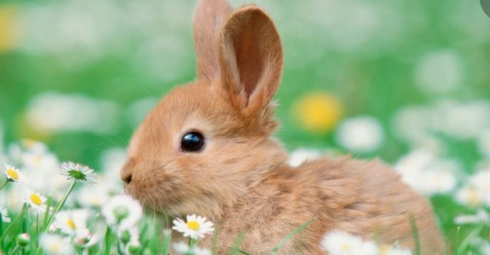 Spring Rabbit Photo For Primary Spring Bunny Learn & Draw Class! | Small Online Class for Ages 4-9 ...
