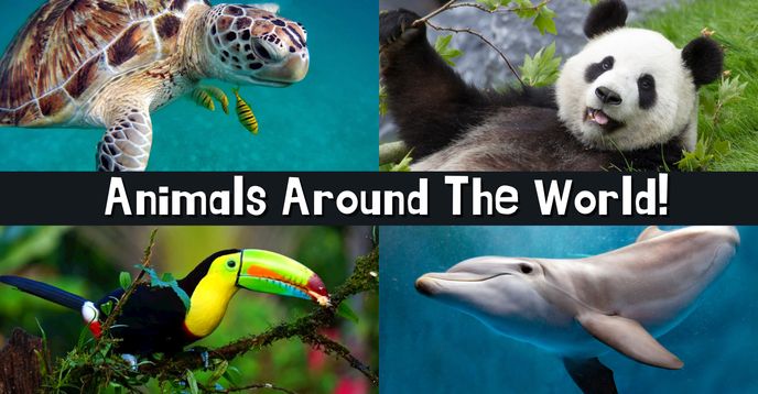 Know Animals Animals Around the World - A Fun Zoology Class! (Ages 6-8) | Small ...