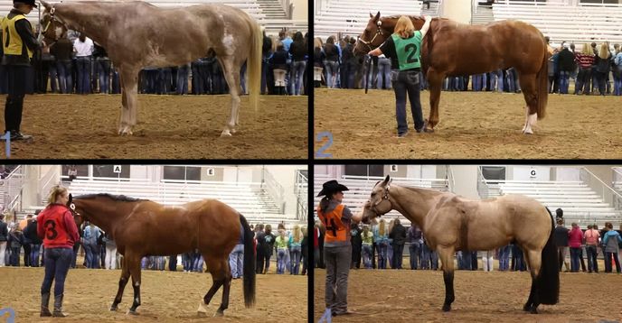 Judging Western Riding Class Weekly Horse Judging Clinic | Small Online Class for Ages 12-15 | Outschool