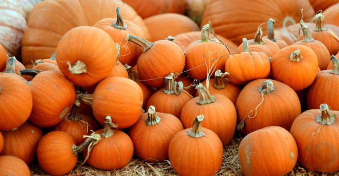 Fall Asll American Sign Language (ASL) Signs for the Fall Season and Happy ...