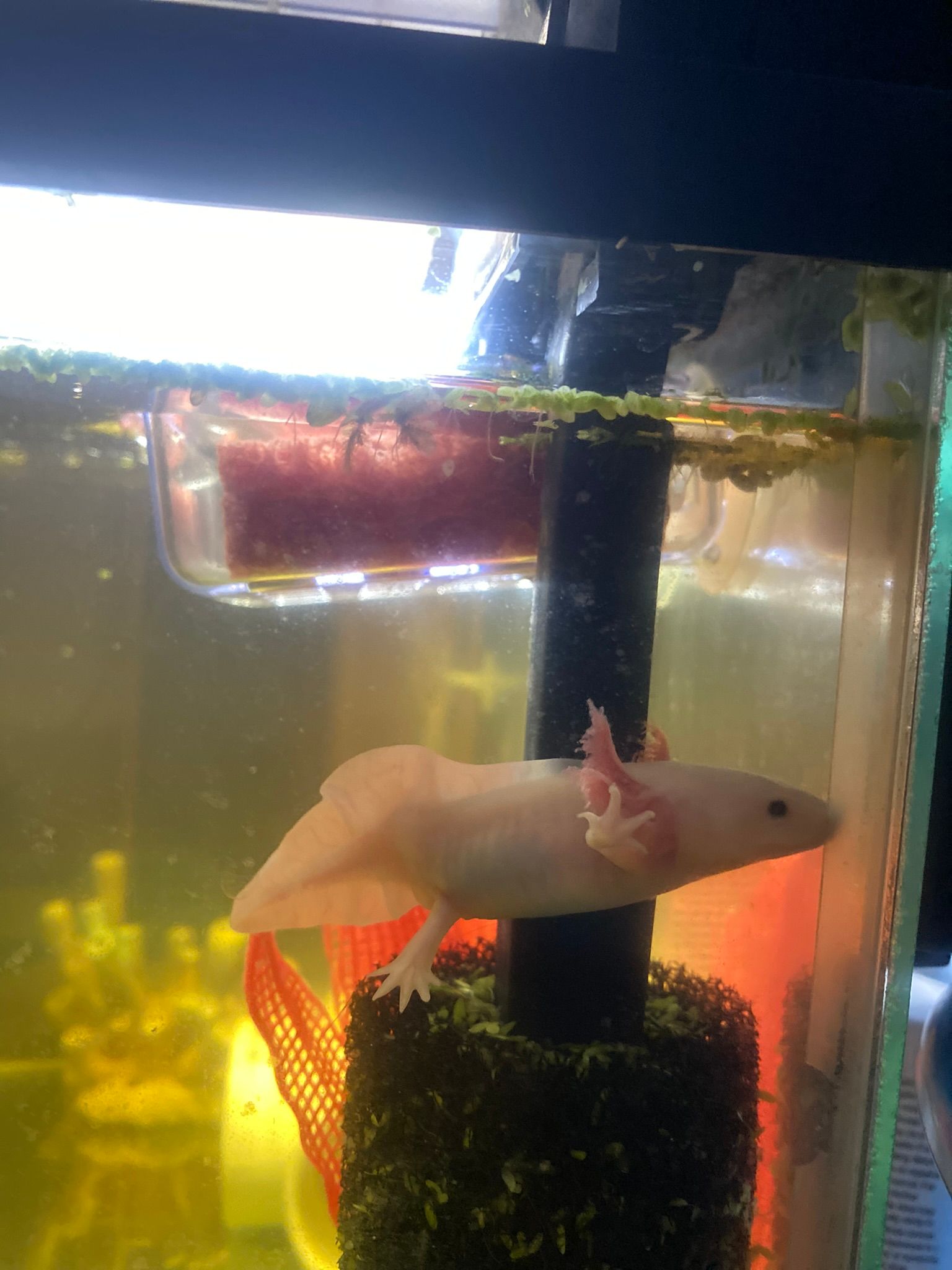 Axolotls Are Awesome! + Show and Tell! | Small Online Class for Ages 5 ...