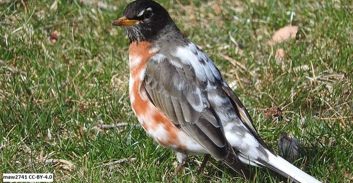 Robin Color Variation Yellow Cardinals & Mottled Robins - Color Mutations in Wild Birds (FLEX ...