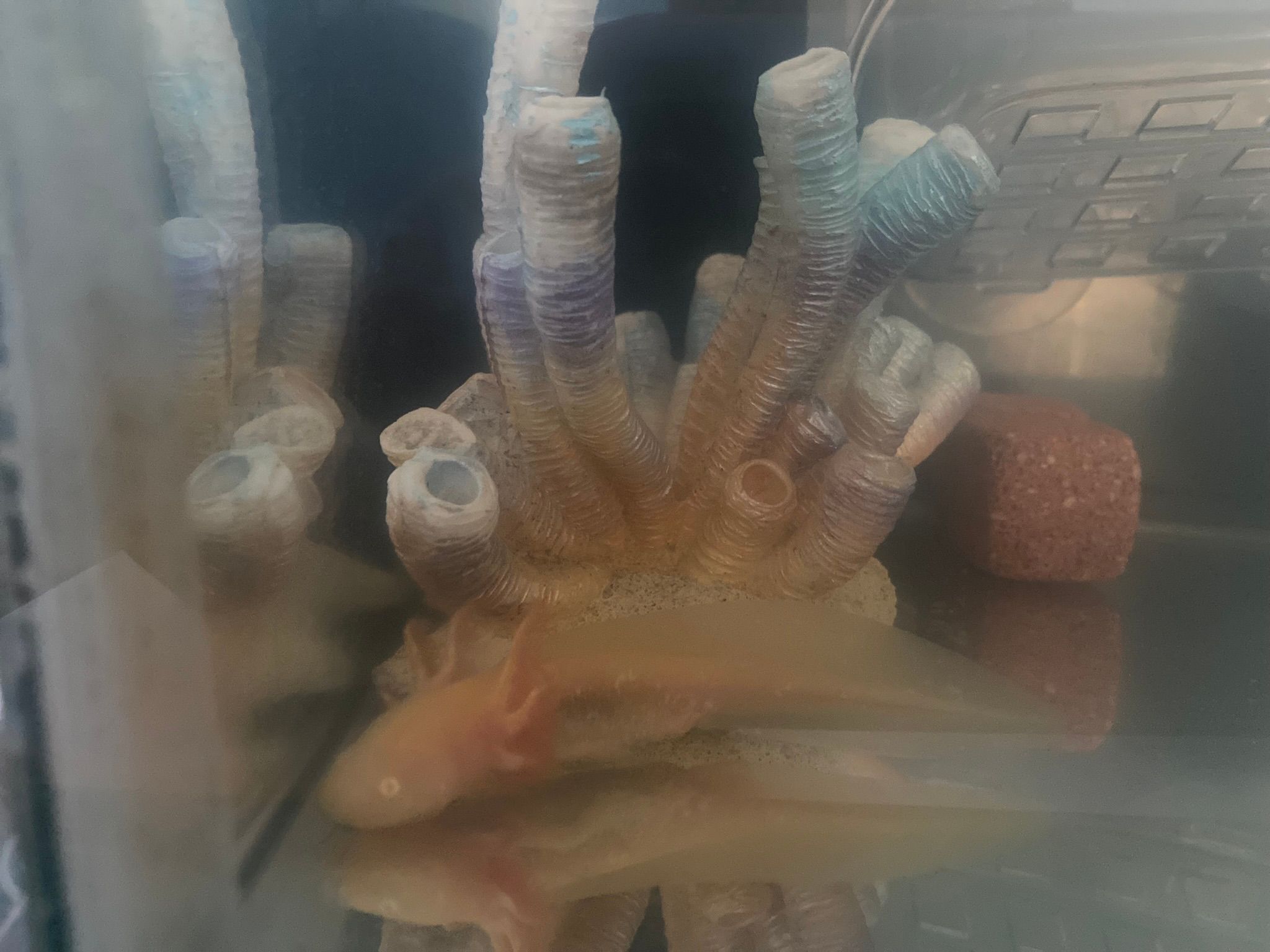 Axolotls Are Awesome! + Show and Tell! | Small Online Class for Ages 5 ...