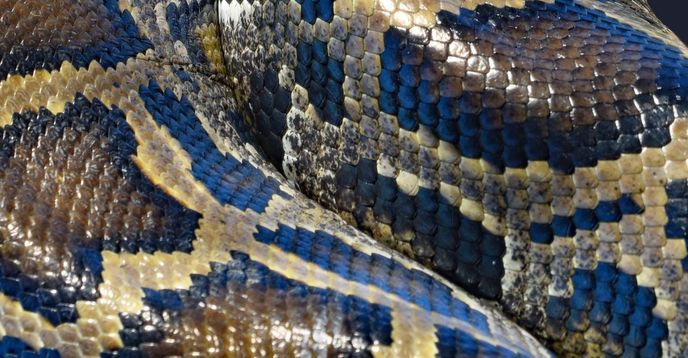 Burmess Python Food Web Invasive Species and Their Impacts on the Food Chain. (Burmese Pythons ...