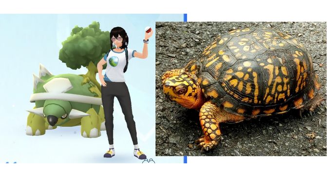 Turtle Python Pokemon Zoology of Pokémon: Testudinology! Turtles in Pokémon and Our World (13 ...
