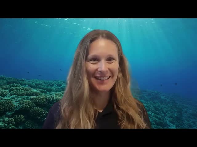 Mini Marine Biology Course: Sharks, Turtles, Whales & Dolphins | Small ...